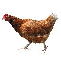 Live Desi Chicken