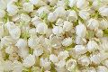 White dried jasmine flowers
