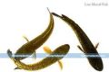 freshwater fishes