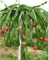 Dragon Fruit Plant