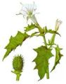 Herbs Datura Metel Plant