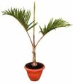 Green deck palm plant