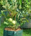 Green guava plant