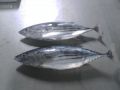 Frozen Skipjack Tuna Fish