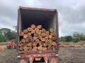 Light Brown Non Polished AB teak wood logs