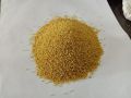 foxtail millet