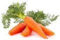 Fresh Carrot