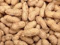 Shelled Groundnuts