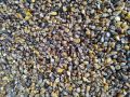 Yellow Maize Reject Quality