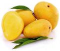 fresh alphonso mango