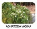 adhatoda vasika