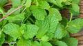 Fresh Mint Leaves