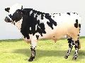 Holstein Heifers Bull Semen