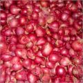 small red onion