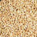 Natural Barley Seeds