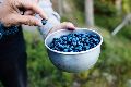 DRIED BLUEBERRIES(NATURAL NUTS)HAPPY FOODS
