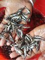 pangasius fish seed