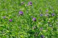 Alfalfa Herb