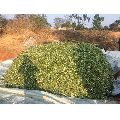 Natural Maize Silage