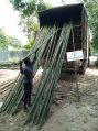 16 Feet Bamboo pole