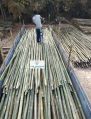 24 feet Bamboo Pole