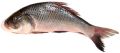 Grey fresh catla fish