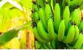 green cavendish banana