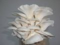 Creamy fresh oyster mushroom
