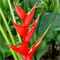 Natural-green heliconia flower plant