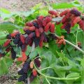 mulberry plant