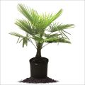 Green palm garden plant