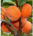 250 to 300 g Persimmon Plant