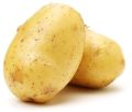 Oval Round Organic fresh natural potato