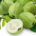 White Pulp Guava