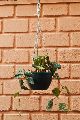 Black Terracotta Hanging Pot with Dotted Money Plant