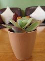 Brown Plastic Pot with Kalanchoe Succulent Plant