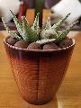 Brown Shaded Plastic Pot with Succulent Plant