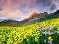 Valley of Flowers Tour Services