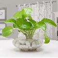 Beautiful Home Decor Money Plant in a Glass Vase