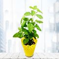 Blossom-Filled Indoor Tulsi Plant in Beautiful Plastic Pot