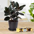 Eye-Catching Present of Rubber Plant in an Elegant Plastic Pot with Rocher Chocolates