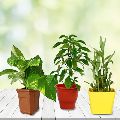 Wish Good Luck Planter Set of Money Plant, 2 Layered Bamboo Tree and Holy Tulsi Plant