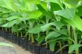 Banana Tissue Culture	Plant