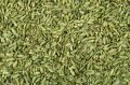 fennel seeds