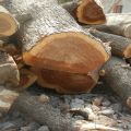 Harisons Neem timber wood log