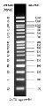 50 Bp DNA Ladder