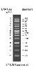 XLarge DNA Ladder