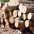 Square Choras Hardwood brown timber logs