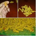 dried turmeric finger