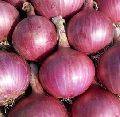 fresh onion